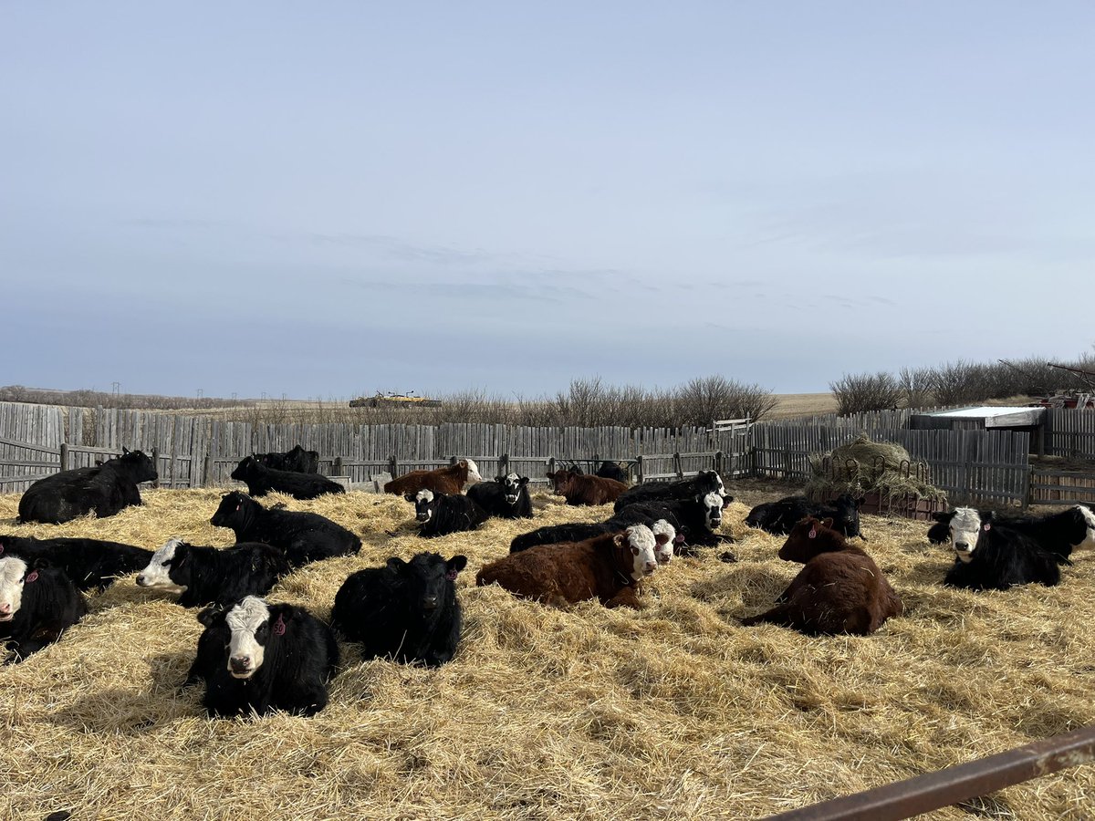 Christopher Noll tweet media