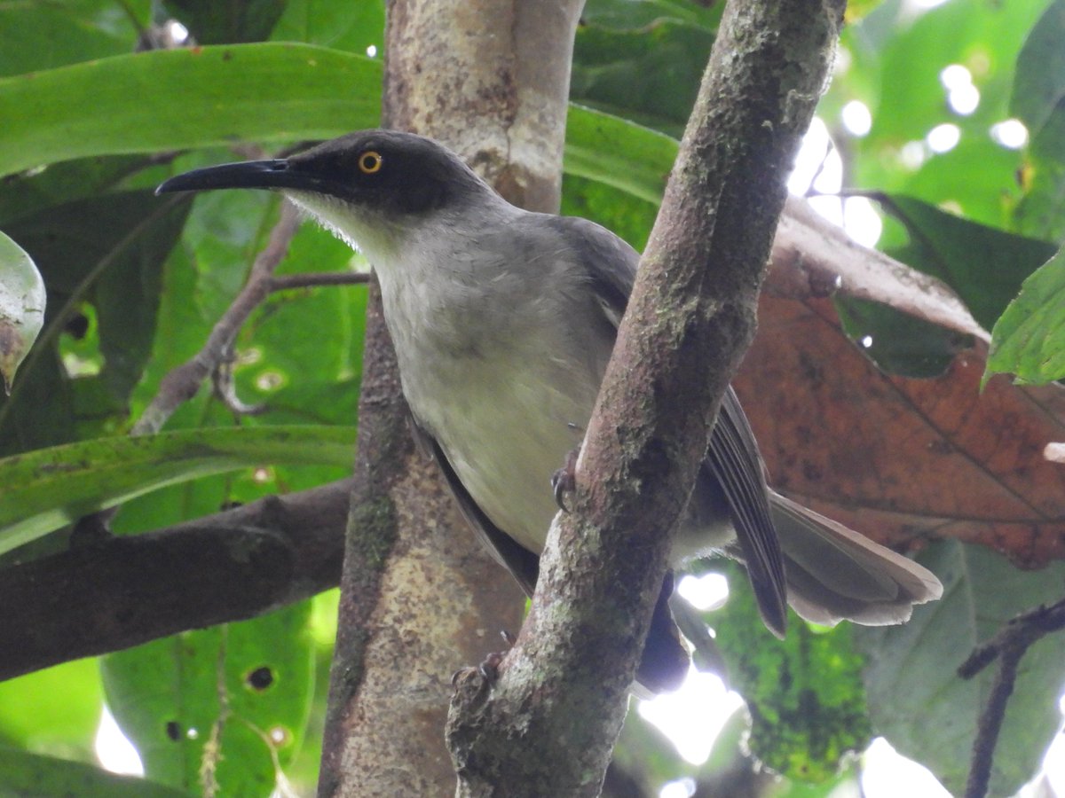 Mike King🦉🐺 tweet media