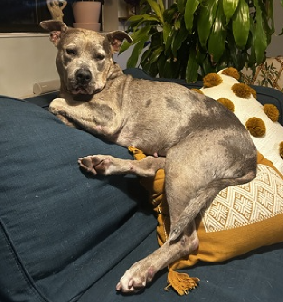 NMBewitched's tweet image. #DogoftheDay 
#FridayFirstClass 
#AdoptionisaPassion 

Did you know when you #Adopt from an #ACCFoster you will ultimately save 3 lives? 

Jam😍😇🥰
Do not utter the words #SeniorGal &amp;amp; you will get along just fine! 

1st Couch &amp;amp; window are non-negotiable
This social gal likes to