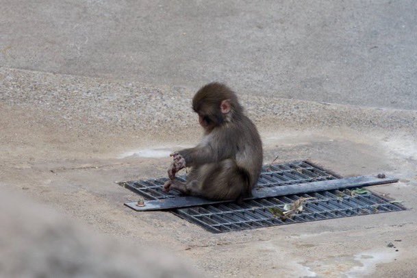 When Punch-kun is looking down and doing something... so cute 🐒💘