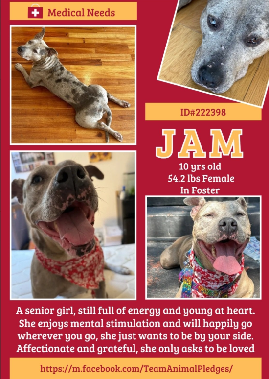 NMBewitched's tweet image. #DogoftheDay 
#FridayFirstClass 
#AdoptionisaPassion 

Did you know when you #Adopt from an #ACCFoster you will ultimately save 3 lives? 

Jam😍😇🥰
Do not utter the words #SeniorGal &amp;amp; you will get along just fine! 

1st Couch &amp;amp; window are non-negotiable
This social gal likes to