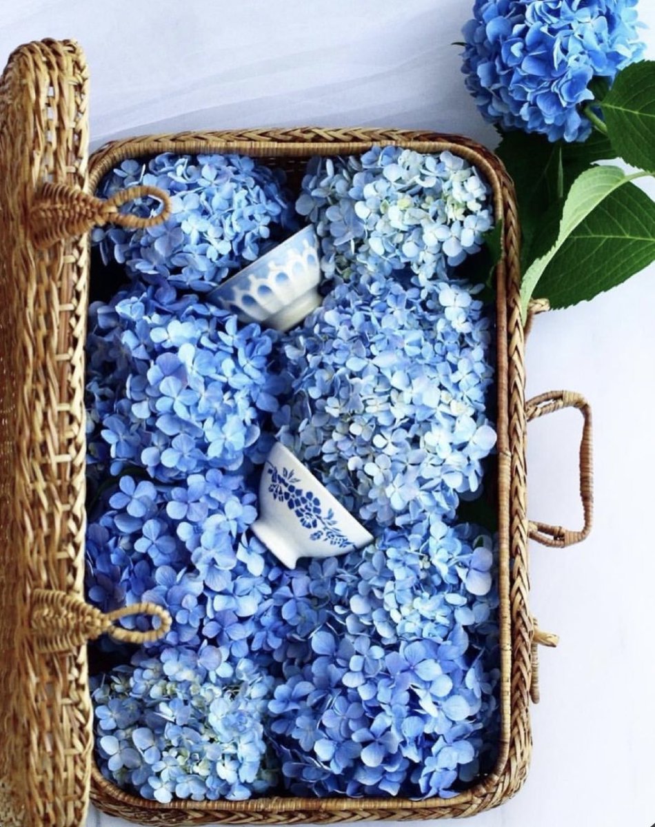 Elle Lookbook tweet media