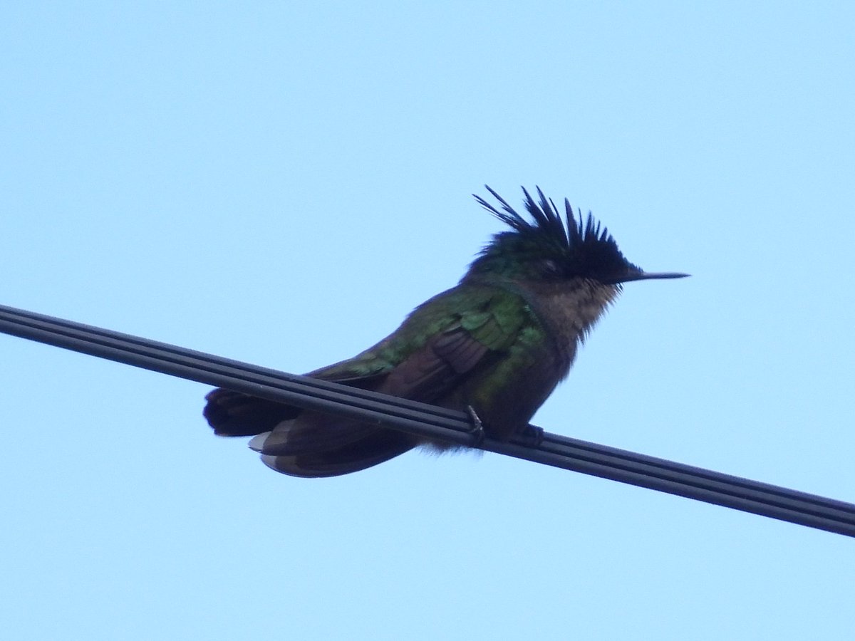 Mike King🦉🐺 tweet media