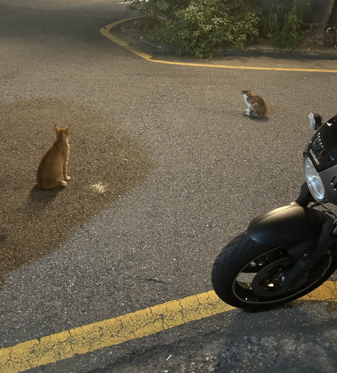 엥두더지 tweet media