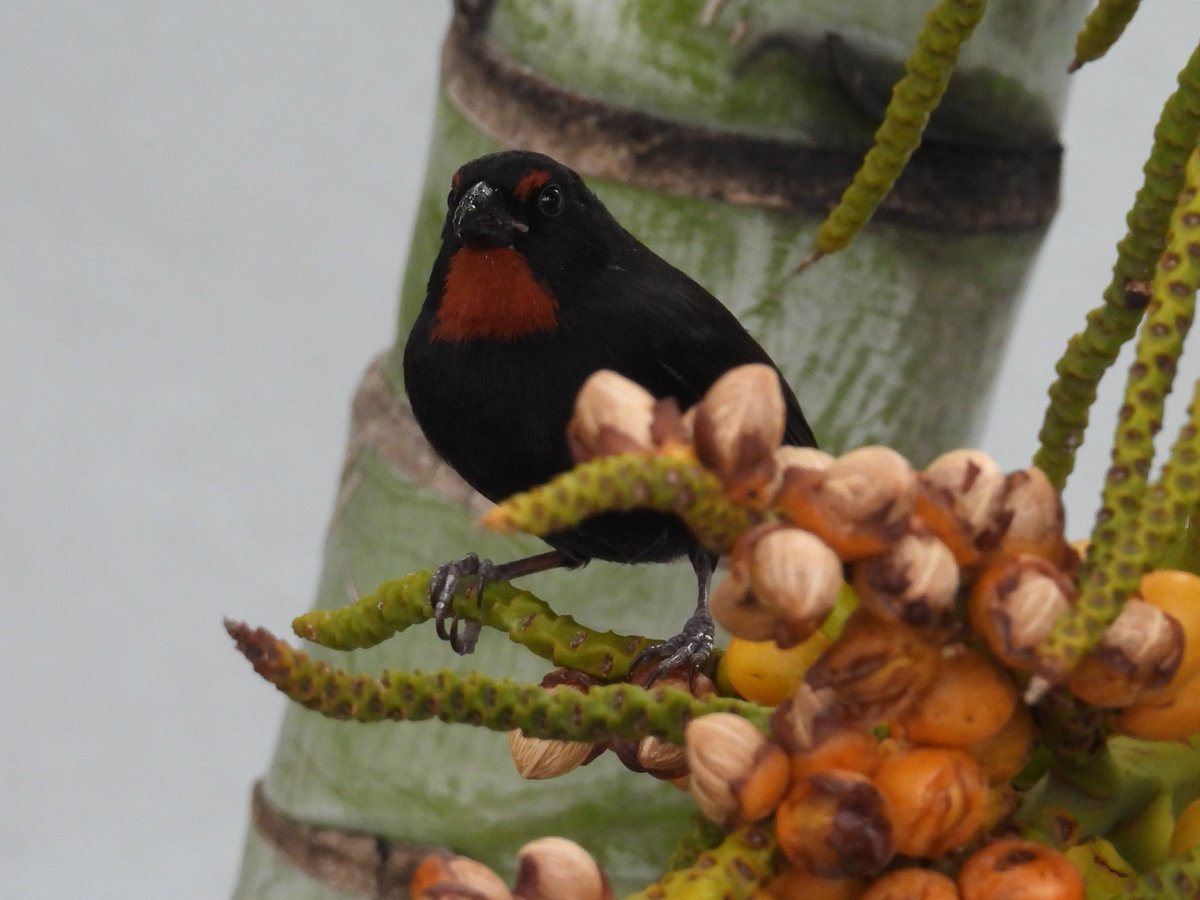 Mike King🦉🐺 tweet media