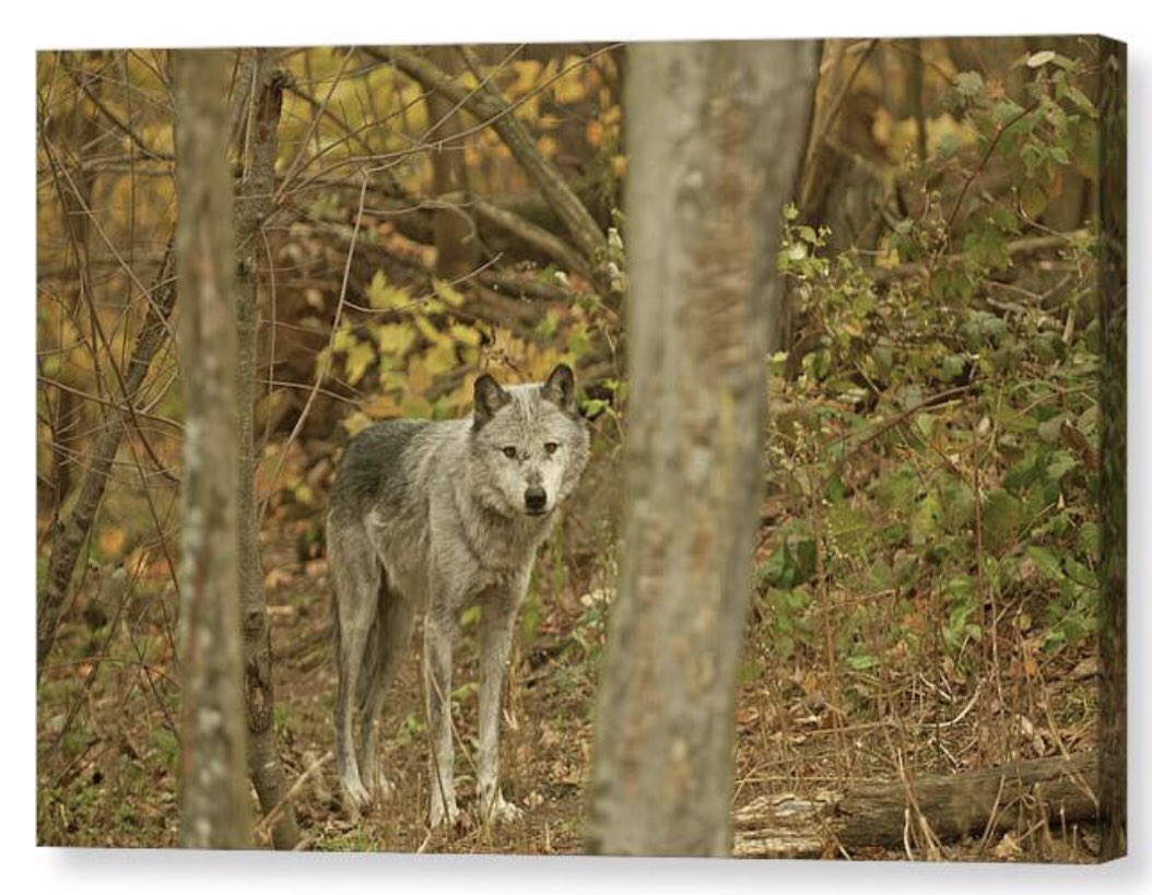 shonna99784's tweet photo. Grey Wolf in Autumn Forest - Canvas Print  https://t.co/jj3xXXBCG3

#GreyWolf #AutumnForest #Wolf #CanisLupus #Haliburton #Ontario #CanvasPrint #BuyIntoArt #HomeDecor #FineArt #ShonnaHawkins https://t.co/ezuNNAxi51