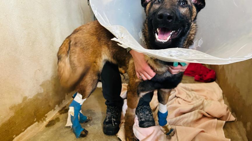 La Ligue Des Animaux tweet media