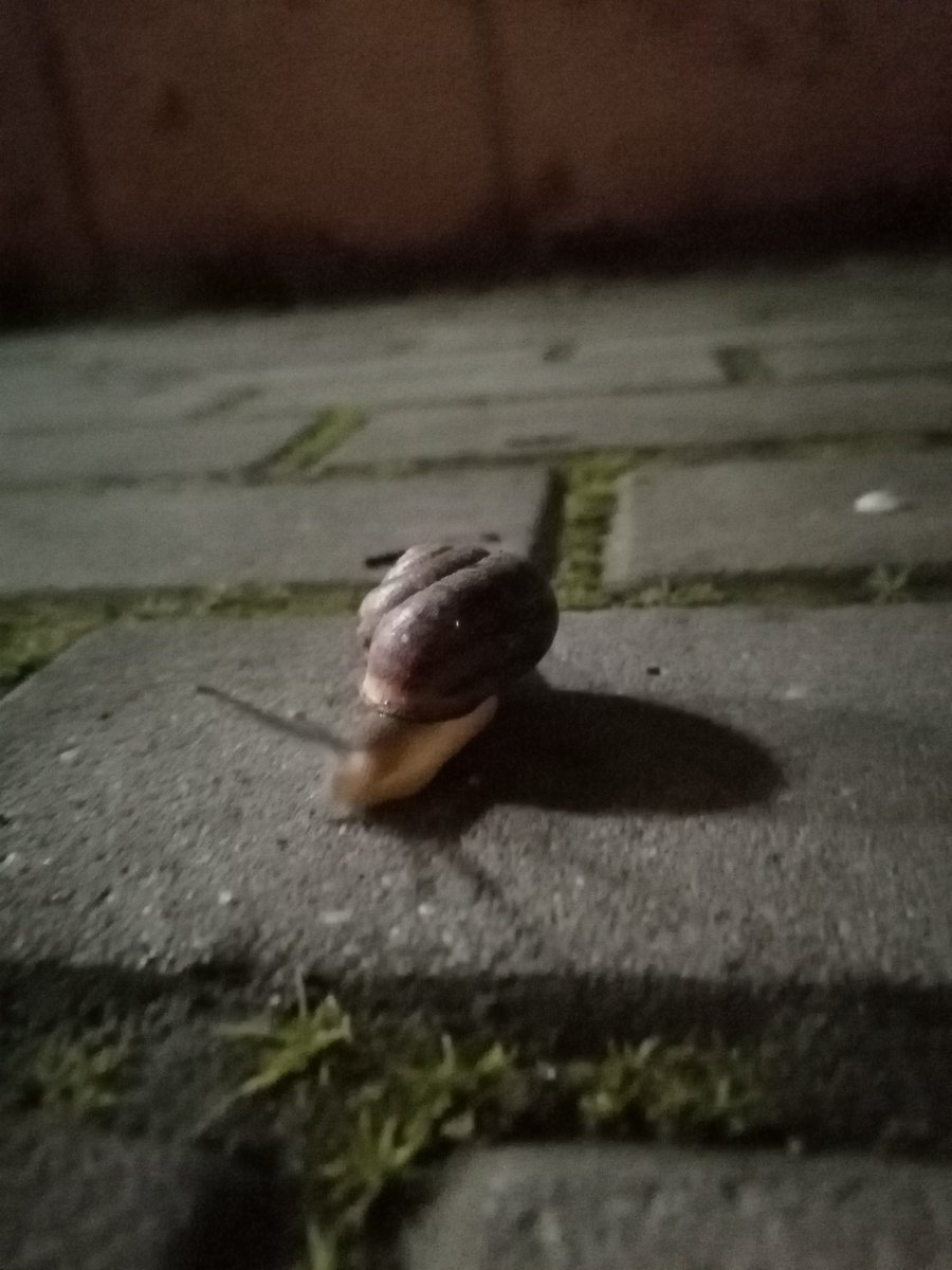 haden öz tweet media