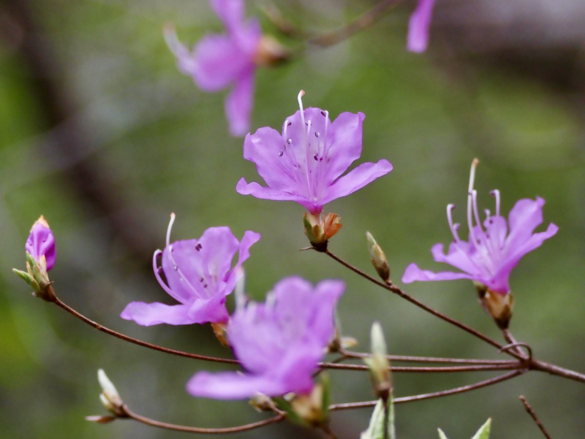 ぱんにゃ@写真垢 tweet media