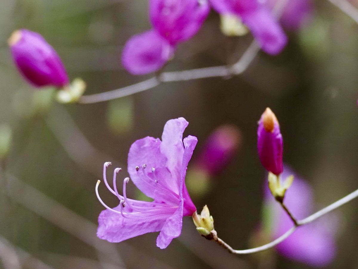 ぱんにゃ@写真垢 tweet media