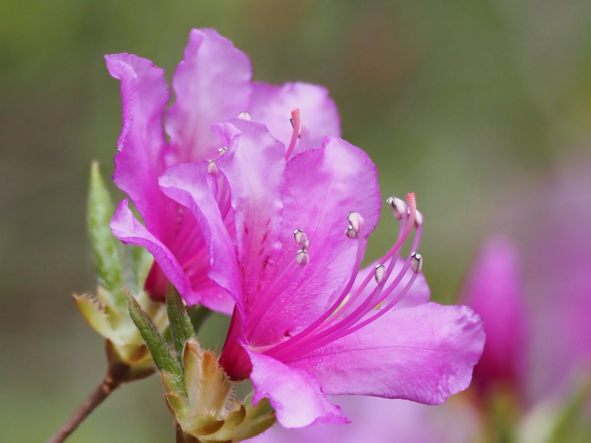 ぱんにゃ@写真垢 tweet media