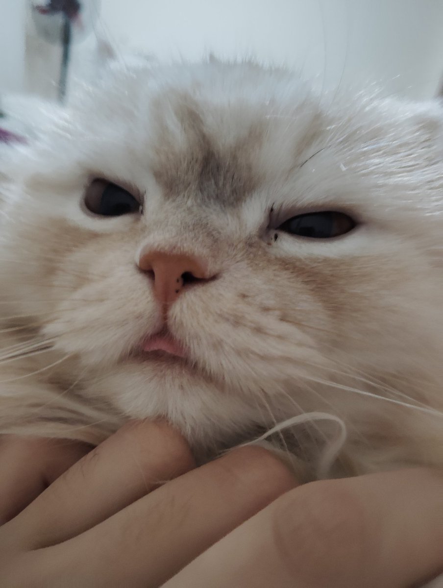 ៹ 𔘓 𝓚haos/خاوس (RSPBYF) ! ꞌꞋ ࣪ tweet media