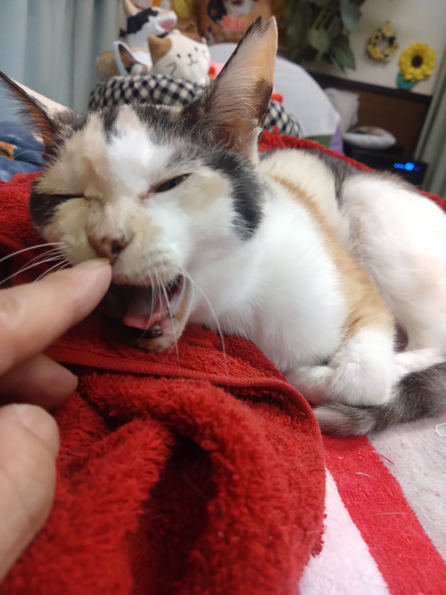 ミケちゃん tweet media