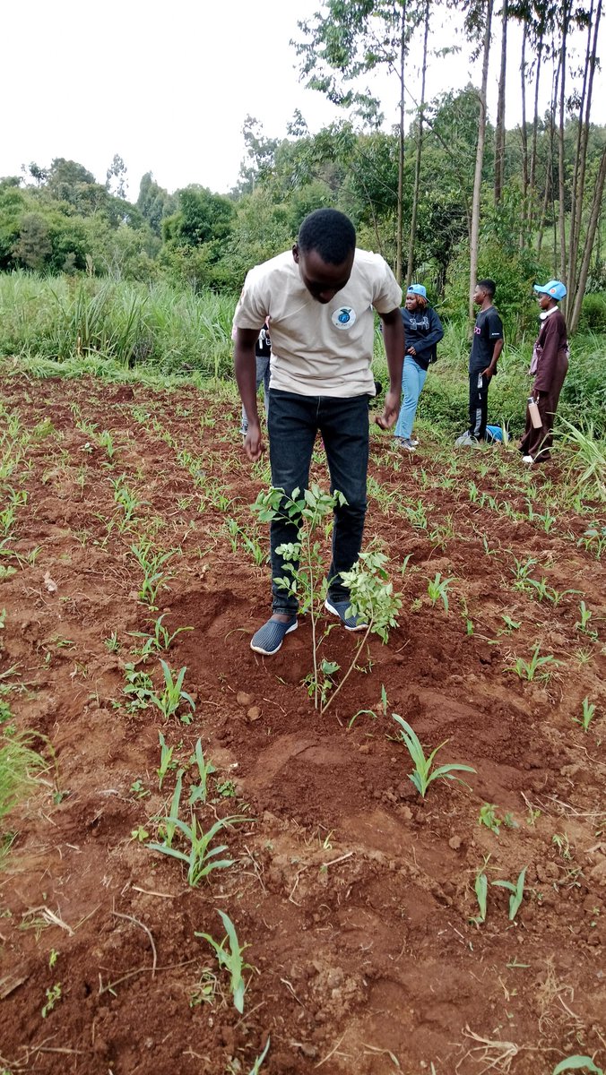 ItsSIGEII's tweet photo. At Mau Mau Cave today with @kunec250 ,day well spent planting trees and showing up for the environment.
It’s always fulfilling to be part of something that goes beyond us, restoring nature and securing a greener future. 🌍💚
#KUNEC #TreePlanting #ClimateAction #GreenFuture https://t.co/rdPZEJRNUX