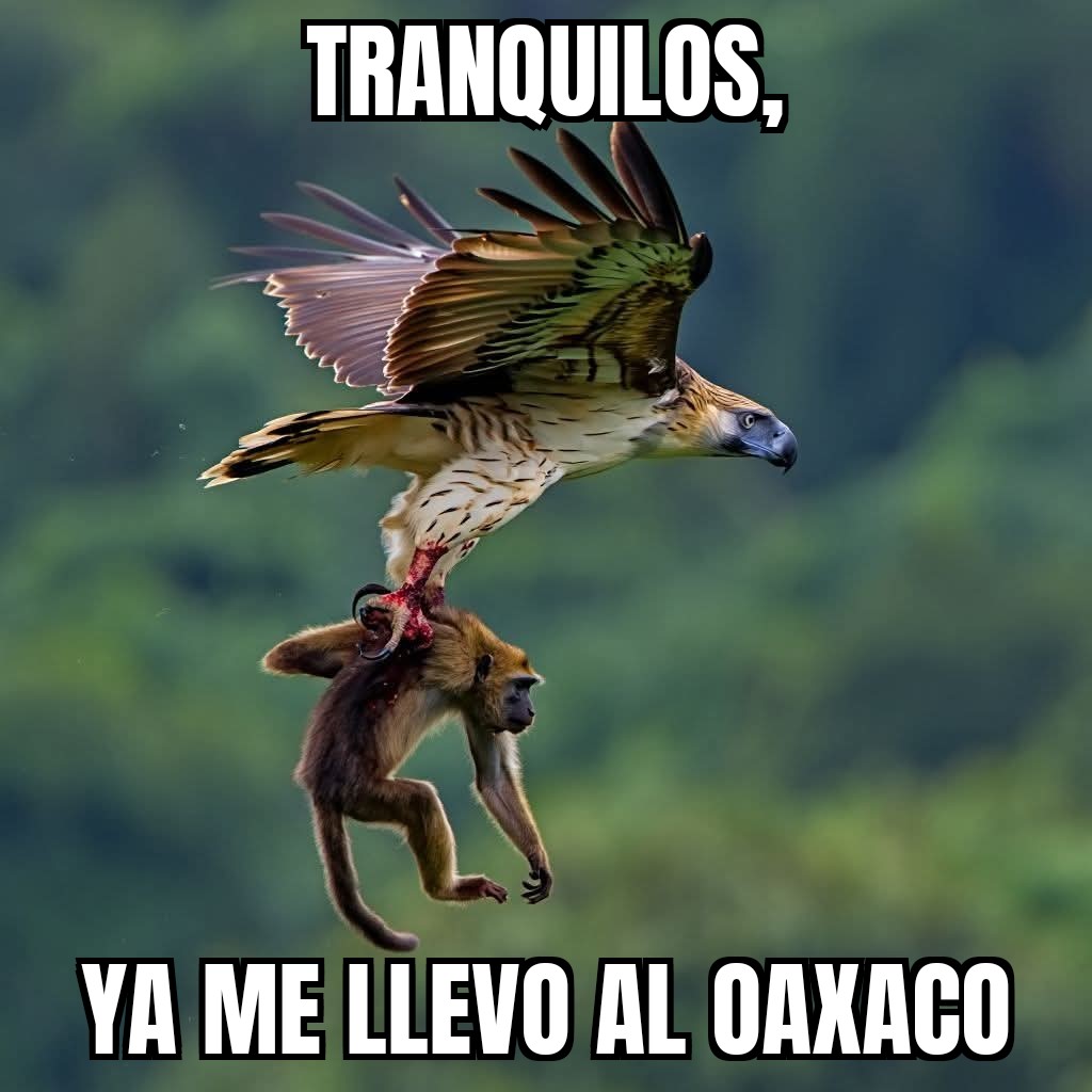 The Ancat tweet media