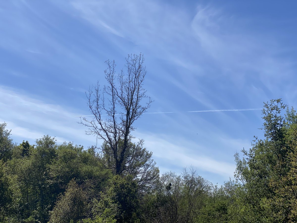 ScromitTheCat tweet media