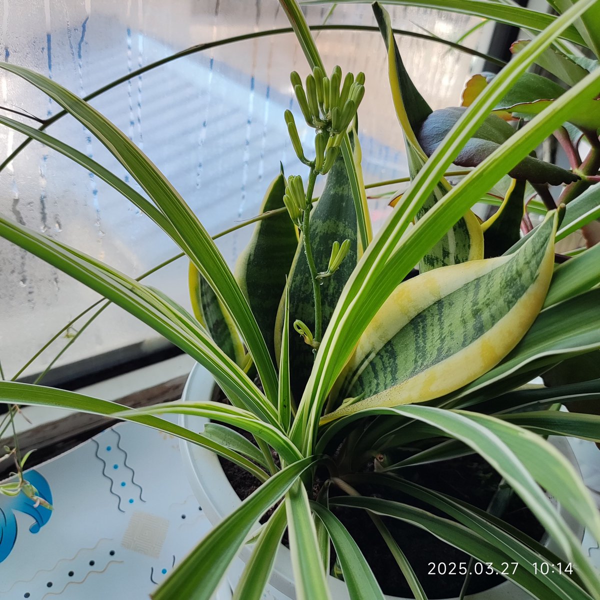 GIBSON THIERRY tweet media