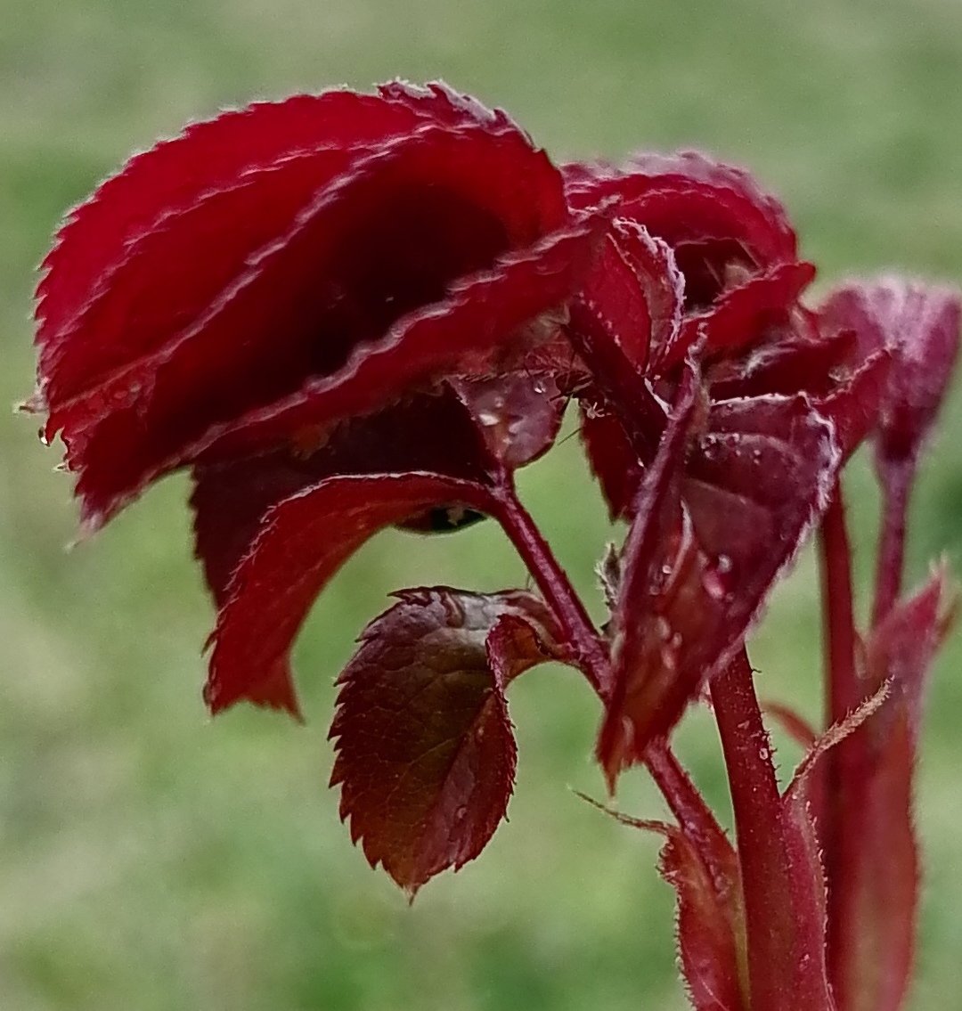 haden öz tweet media