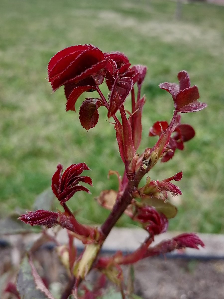 haden öz tweet media