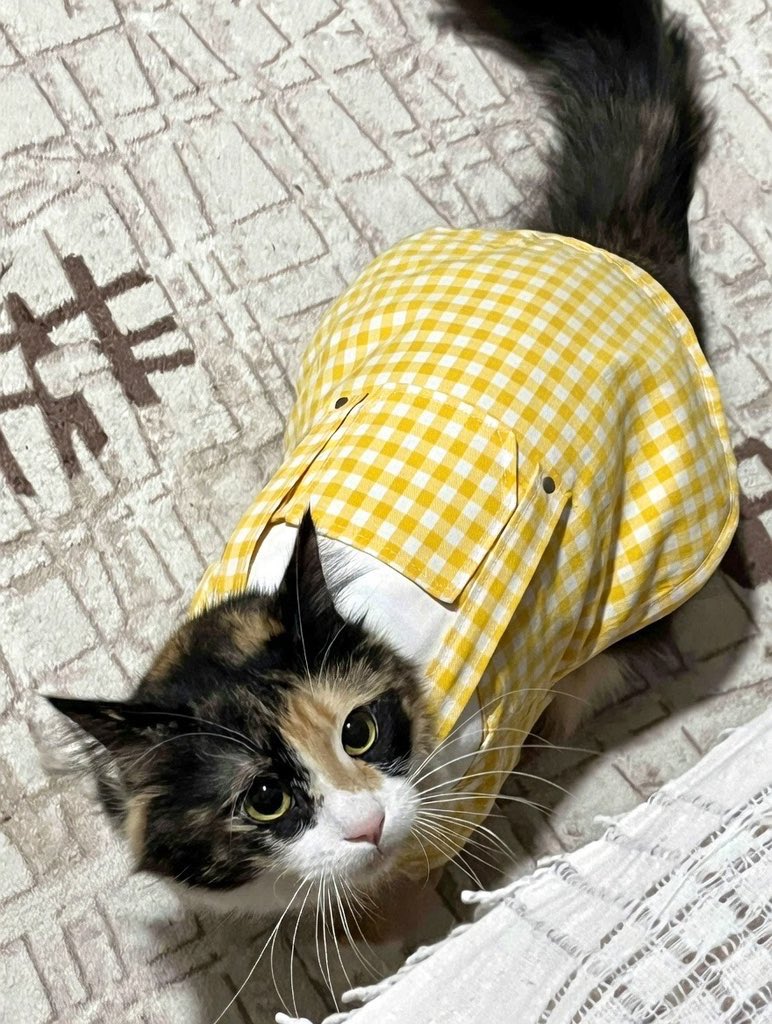 markiz 🧸 tweet media