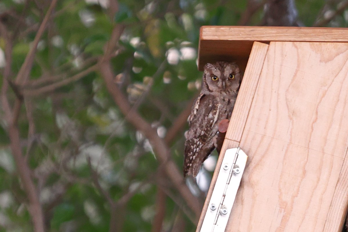 naturalisimo tweet media