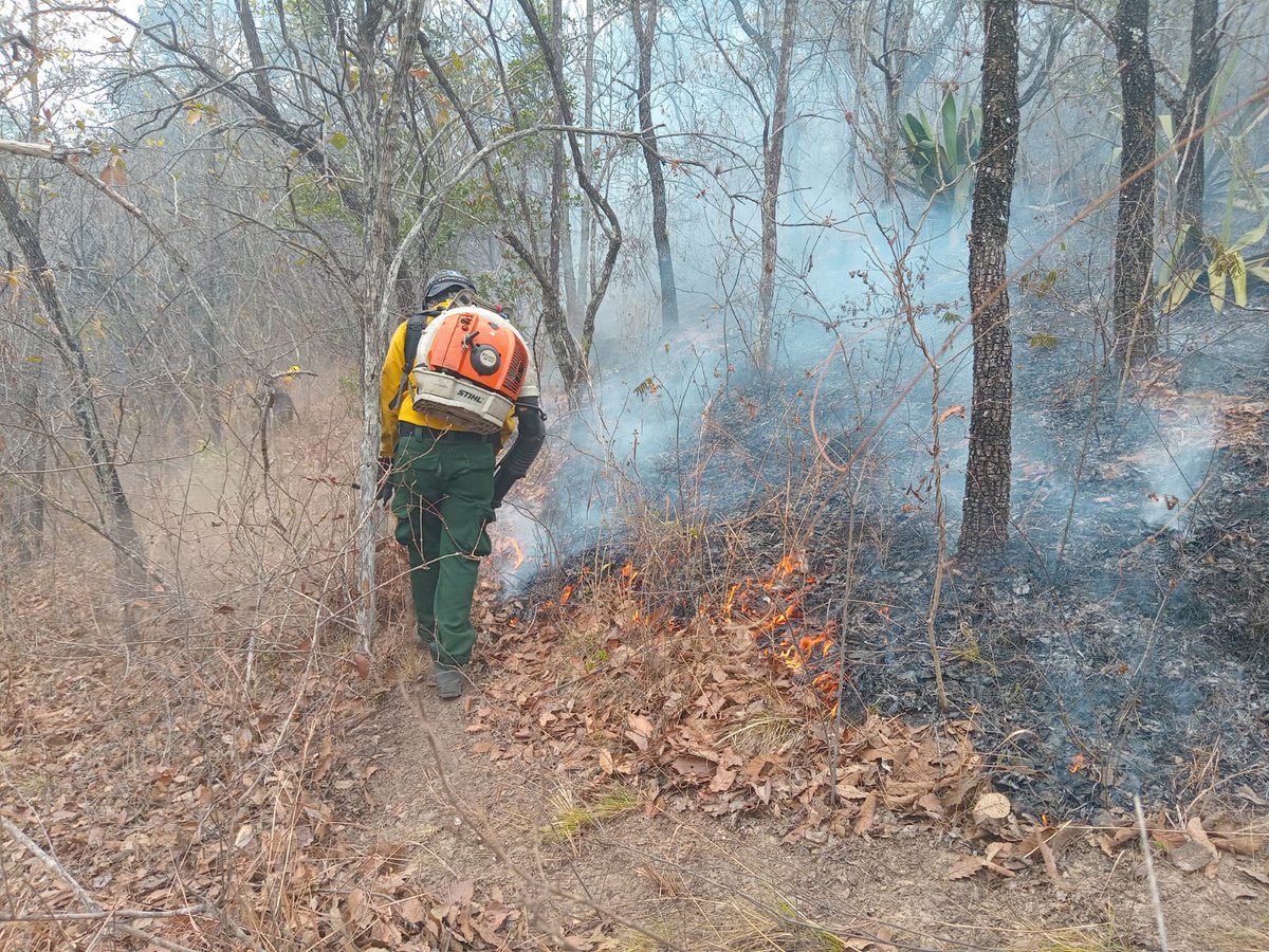 ConredGuatemala's tweet image. #SantaRosa Se reporta el 70% de control y 65% de liquidación del incendio registrado en finca Cerro Verde, San Rafael Las Flores, Santa Rosa. Las acciones están siendo realizadas por comunitarios y la Brigada de Respuesta Inmediata (BRI).

Fotografías: Sistema CONRED.