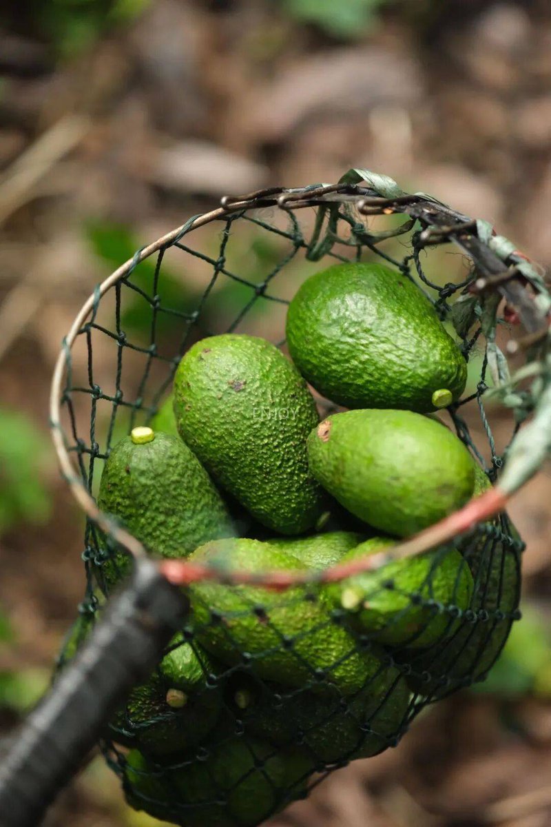 amy bachmann tweet media