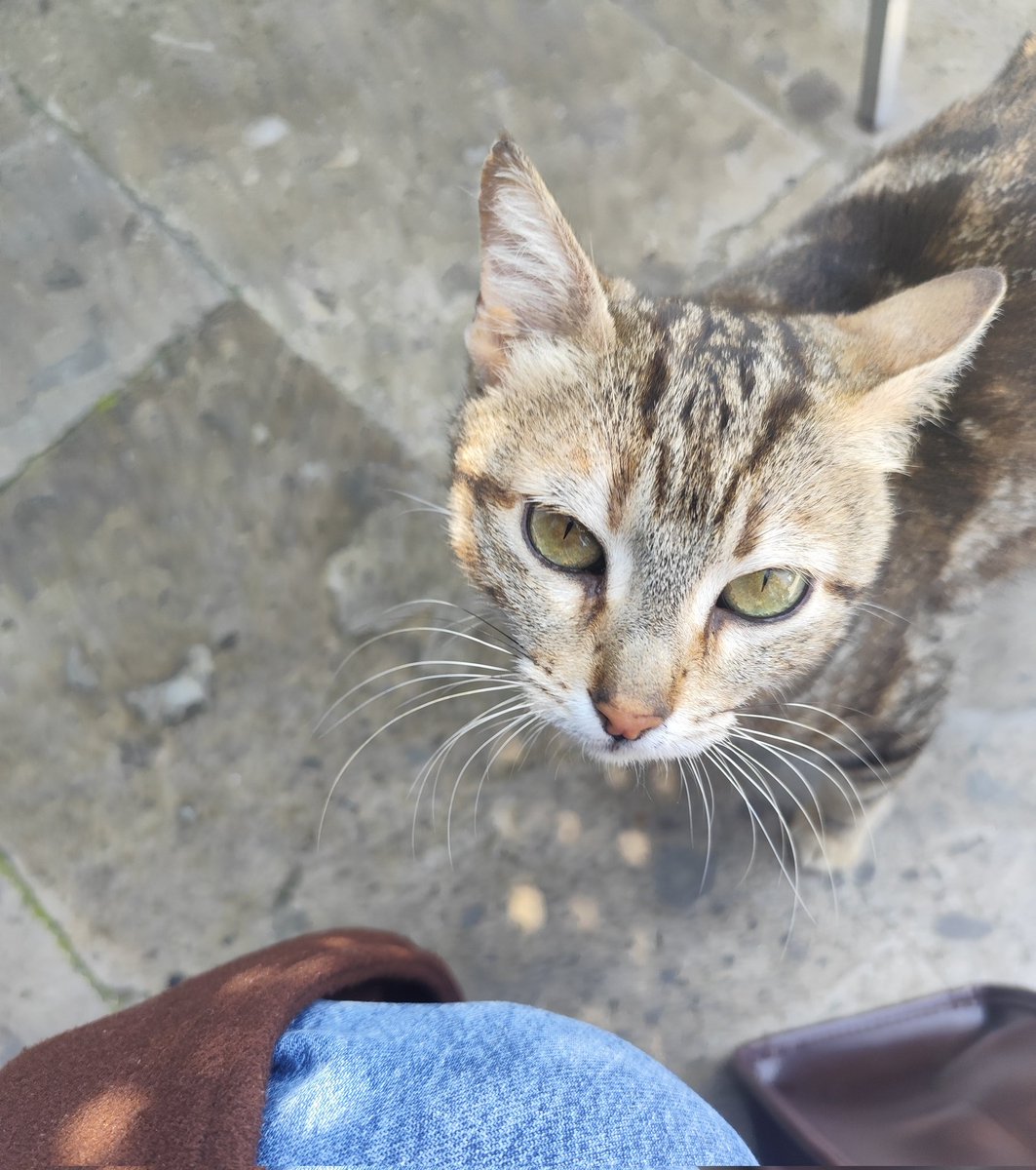 nhl🇹🇷 tweet media