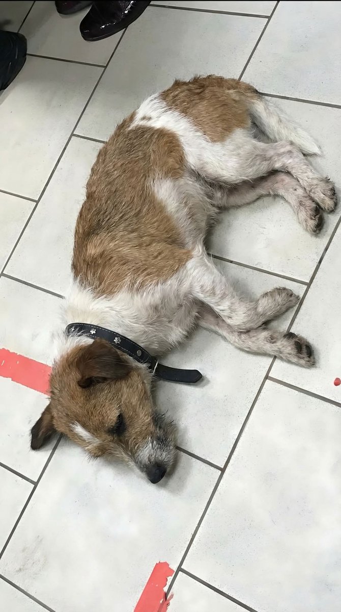 I lost my baby this morning, only the heartless won't say RIP. 😭 😭