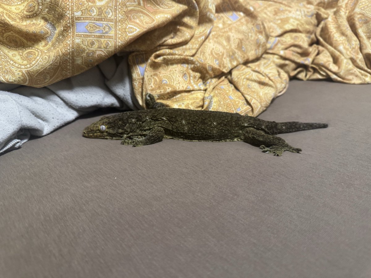 4yuReptiles's tweet photo. リーチーオンザベッド！ https://t.co/N5Oz1Vf6Ho