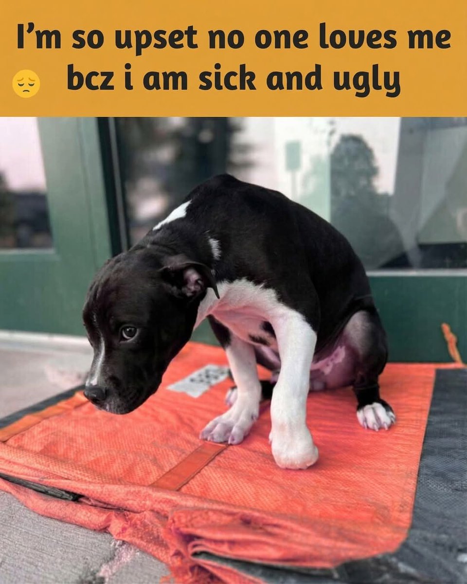 They call me “ugly”… and now I’m sick too. 💔🐾

But what people don’t see… is my heart.
A heart that still loves.
Still hopes.
Still believes someone out there will care. 🥺

I may not look perfect…
I may not run or play like other dogs right now…

But I feel everything.
The