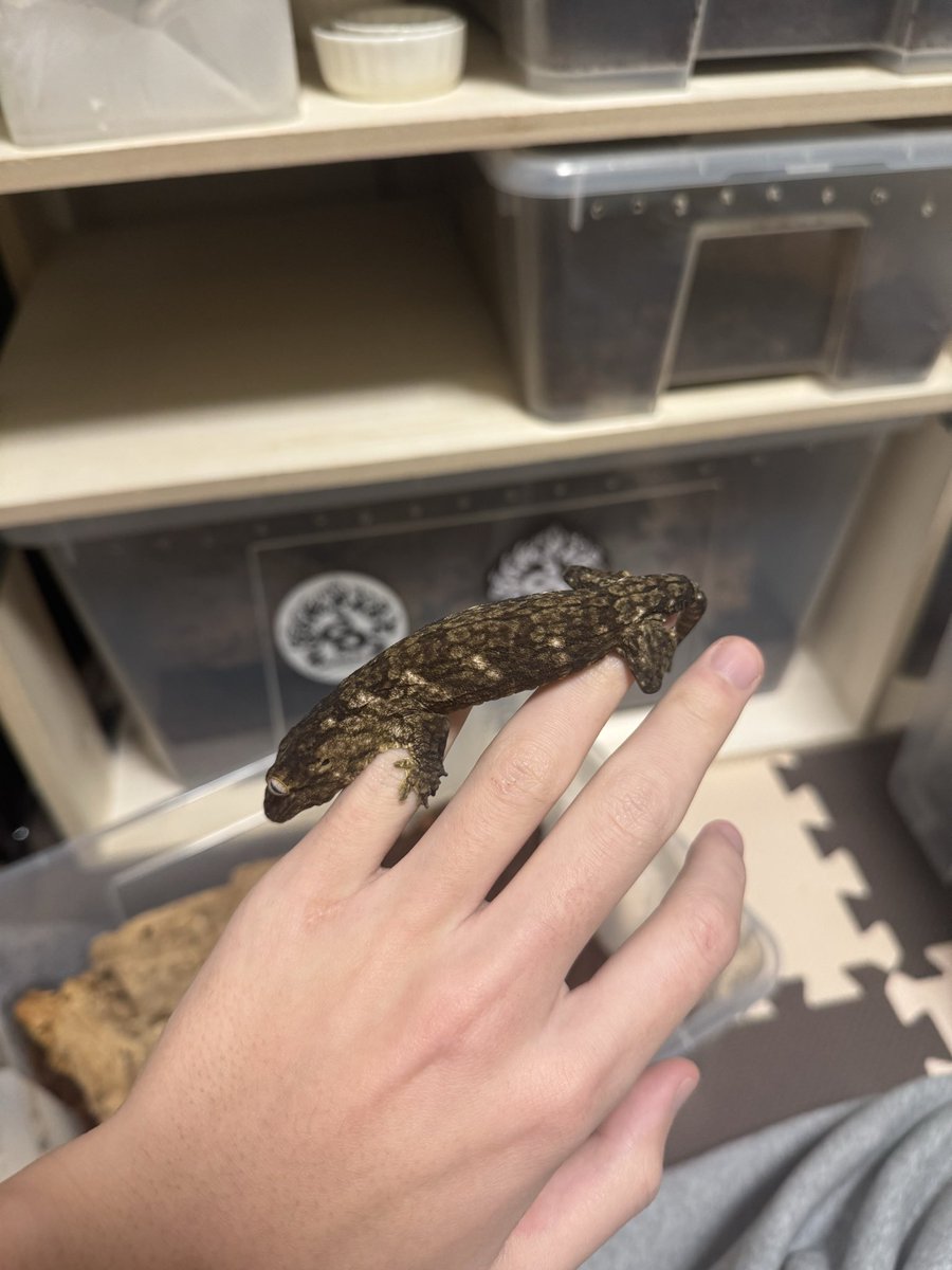 4yuReptiles's tweet photo. 可愛いベイビー https://t.co/zy7ZVWKspv
