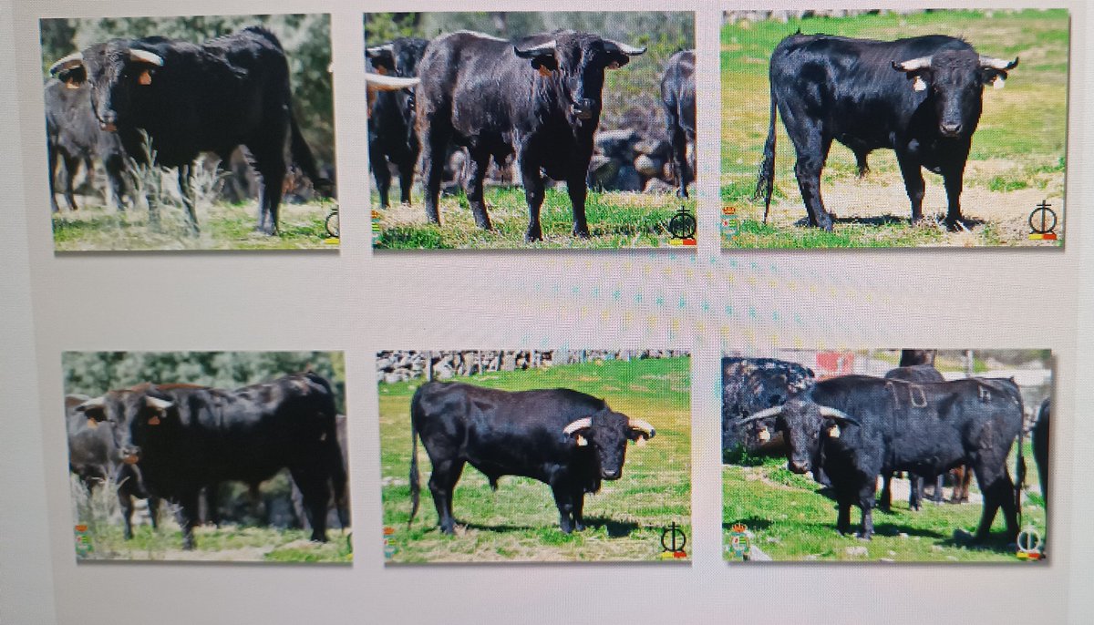 TorosenToledo tweet media