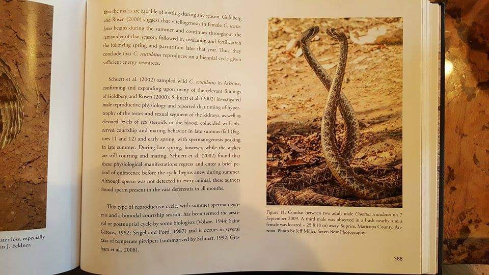 JaffoStudios tweet media