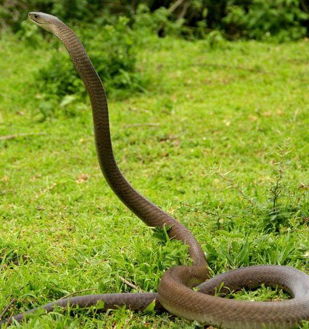 JaffoStudios tweet media