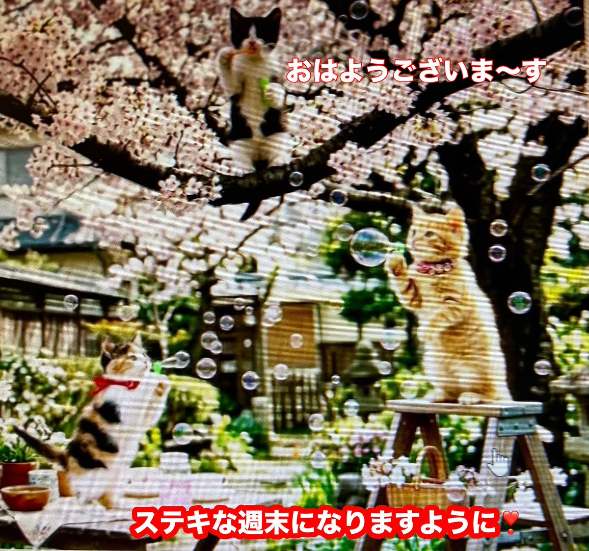 ミモザ★Tokyo tweet media