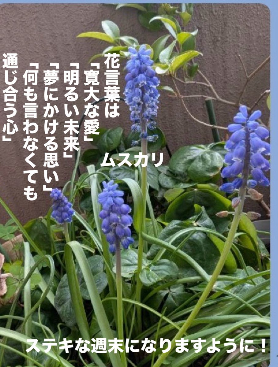 ミモザ★Tokyo tweet media