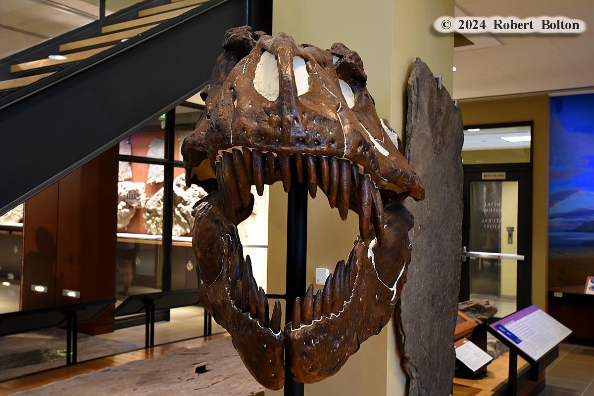 robertbolton443's tweet image. For the #flaskbackfriday yet another trip back to #summer2024 and the @BeneskiMuseum @AmherstCollege in #amherstma where I saw this #tyrannosaurusrex #fossil #skull. #fossilfriday #nikon #D7200 #nikonphotography #nikoncreators #nikonnofilter #nikonlove #nikonshots #shotonnikon