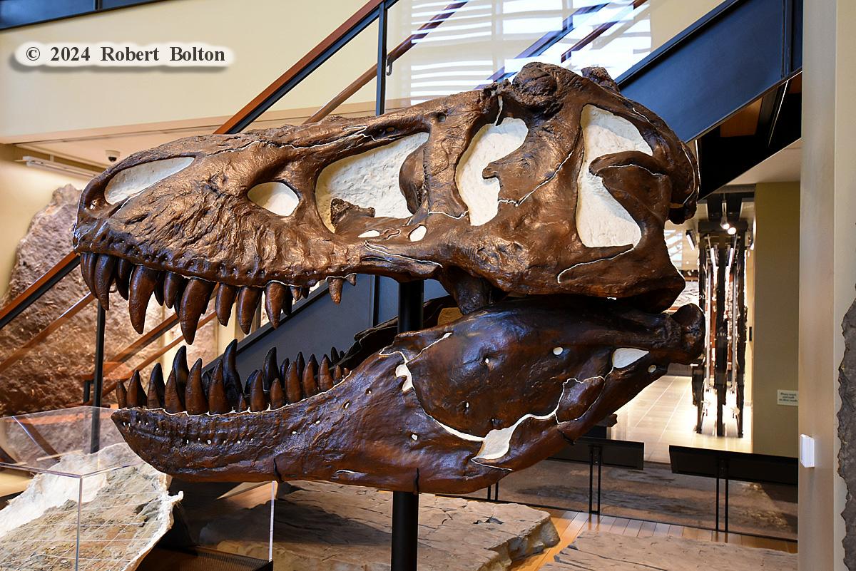 robertbolton443's tweet image. For the #flaskbackfriday yet another trip back to #summer2024 and the @BeneskiMuseum @AmherstCollege in #amherstma where I saw this #tyrannosaurusrex #fossil #skull. #fossilfriday #nikon #D7200 #nikonphotography #nikoncreators #nikonnofilter #nikonlove #nikonshots #shotonnikon