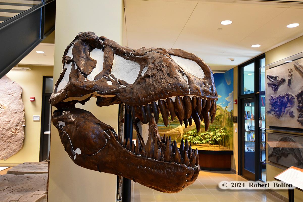 robertbolton443's tweet image. For the #flaskbackfriday yet another trip back to #summer2024 and the @BeneskiMuseum @AmherstCollege in #amherstma where I saw this #tyrannosaurusrex #fossil #skull. #fossilfriday #nikon #D7200 #nikonphotography #nikoncreators #nikonnofilter #nikonlove #nikonshots #shotonnikon