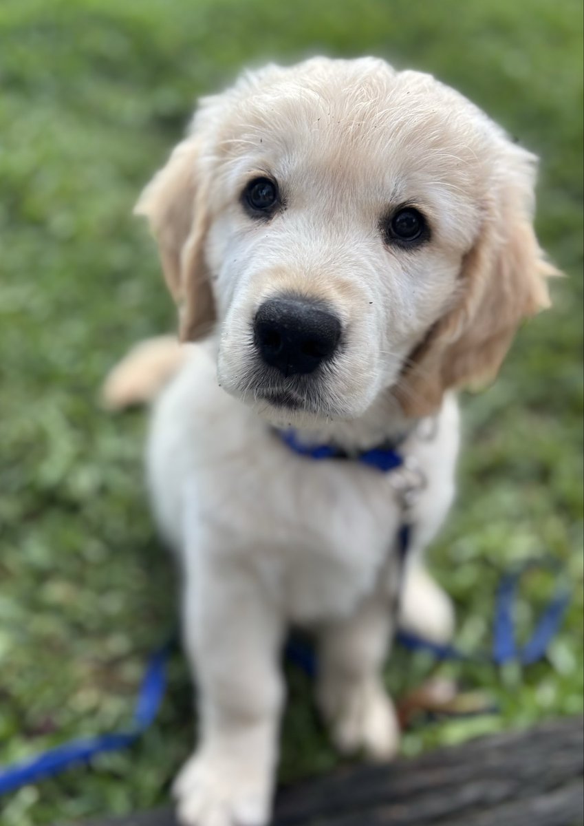 Arlo and Alfie from Oz tweet media