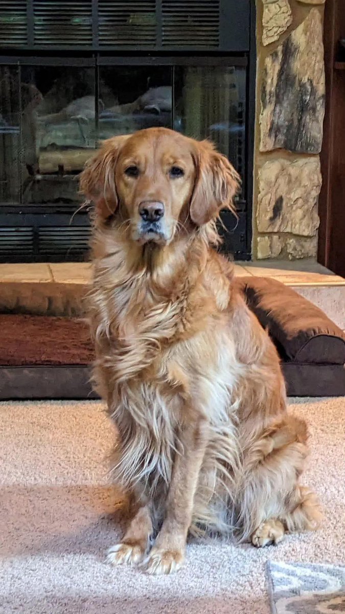 RIP Cece. I'll love you forever 💔