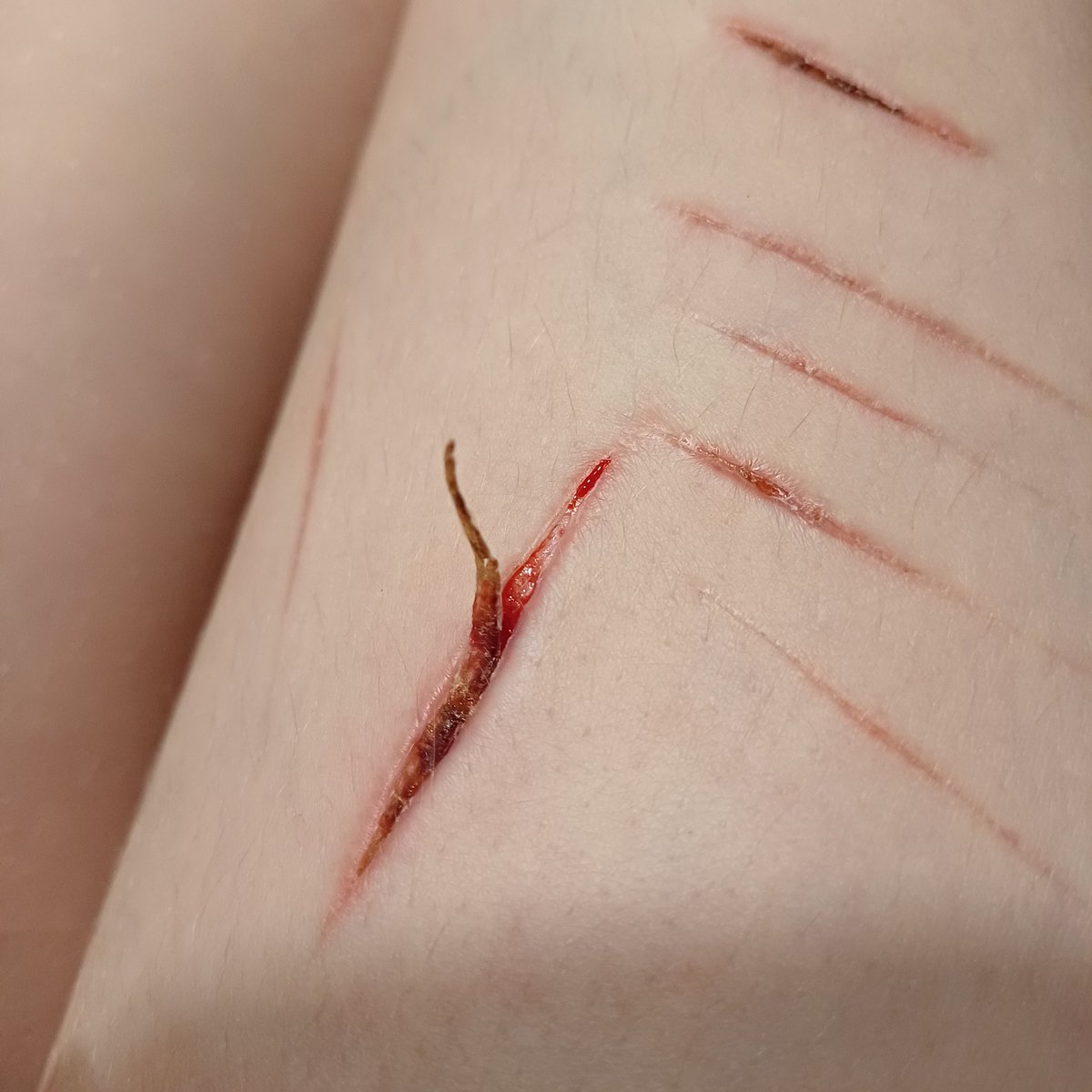 (っ´ཀ`)っ tweet media