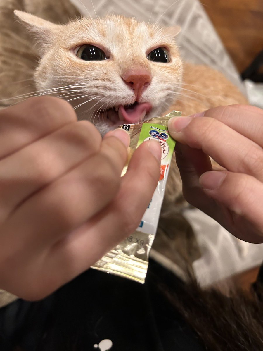 ぷっぷおやすみ