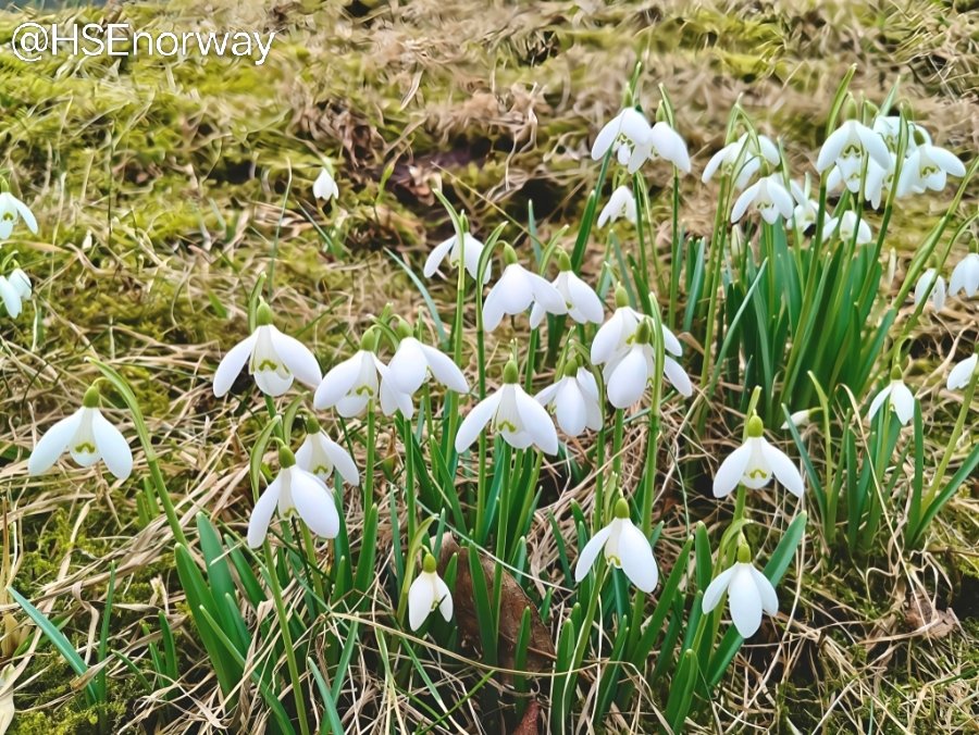 HSEnorway's tweet photo. #spring #flowers #grass https://t.co/Rf949liQTF