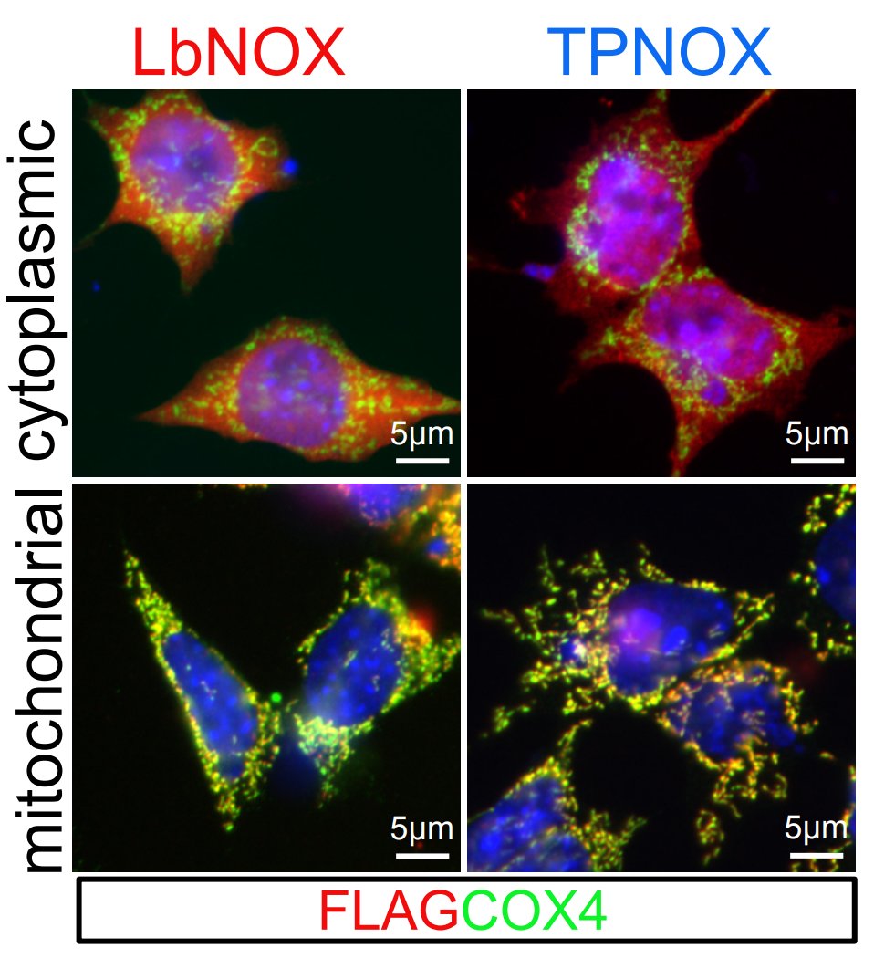 ESC & iPSC News tweet media
