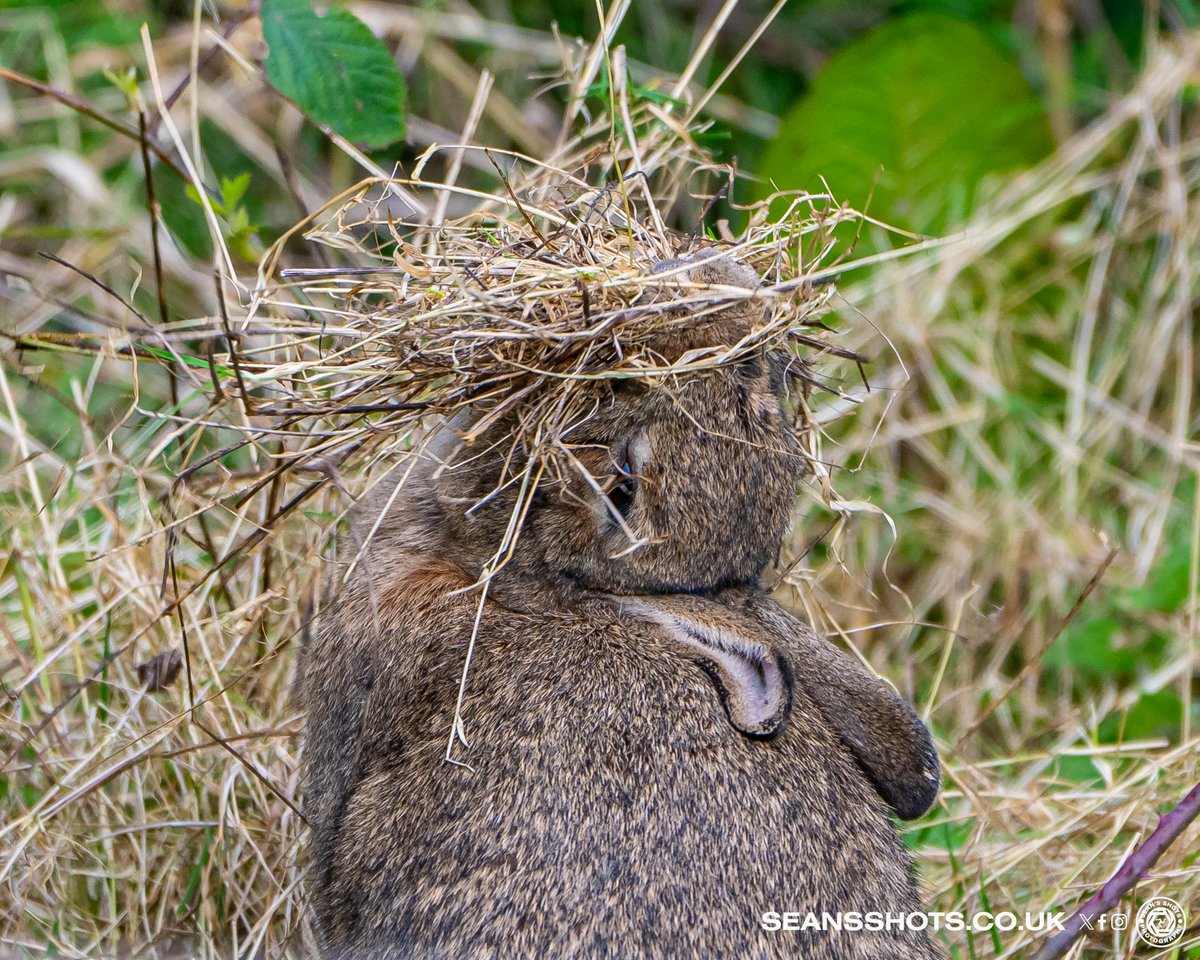 SeansShots tweet media