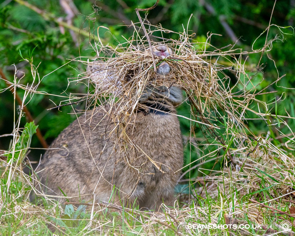 SeansShots tweet media