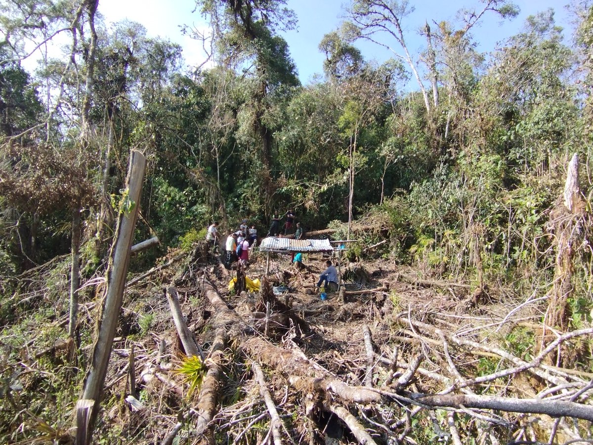 Reforest Trees tweet media