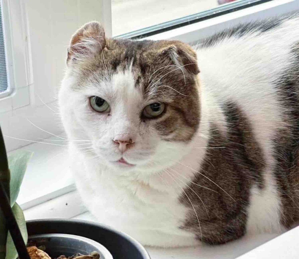 Love Meow tweet media